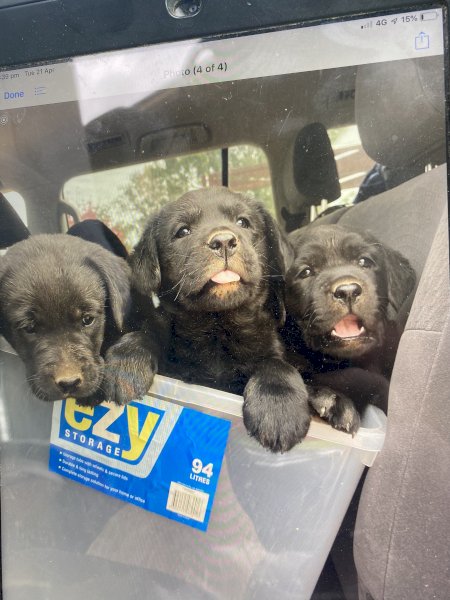 Purebred Labrador Puppies