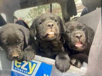 Purebred Labrador Puppies