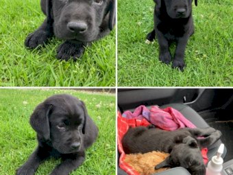 Purebred Labrador Puppies