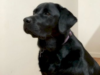 Purebred Labrador Puppies