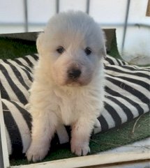 Maremma  working dog