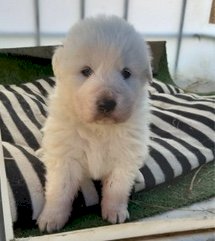 Maremma  working dog