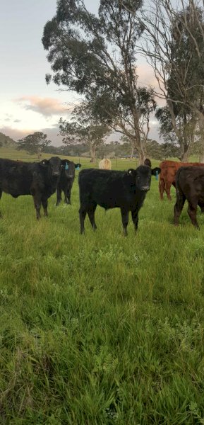 60 Mixed Sex Steers and Heifers
