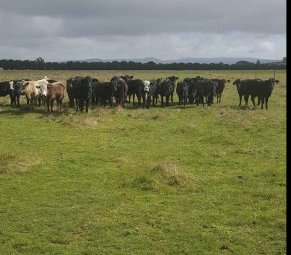 60 Mixed Sex Steers and Heifers