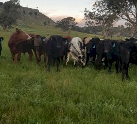 60 Mixed Sex Steers and Heifers