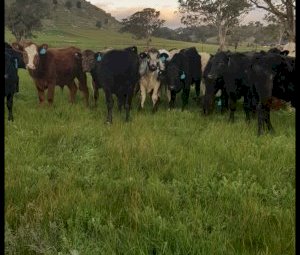 60 Mixed Sex Steers and Heifers