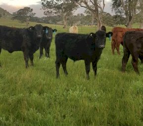 60 Mixed Sex Steers and Heifers