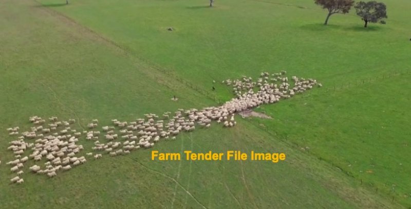 WANTED Lease land around the Wakool area for grazing