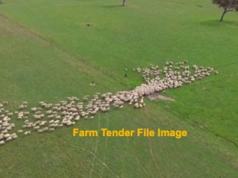 WANTED Lease land around the Wakool area for grazing