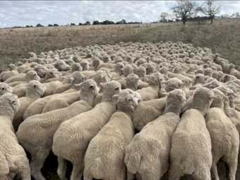 395 Merino Ewes SIL To Aussie White Rams