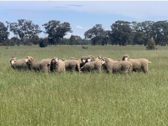 7 Centerplus Merino Rams