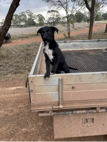 Koolie/Collie x Kelpie Pups