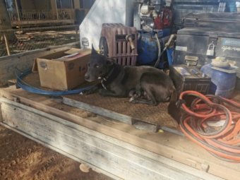 Koolie/Collie x Kelpie Pups