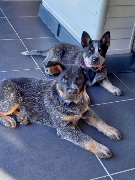 Australian Cattle Dog Puppy (Male)