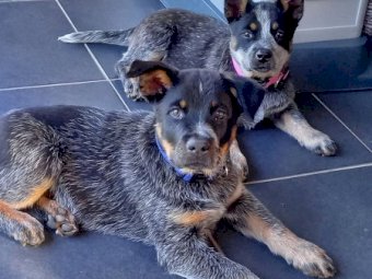 Australian Cattle Dog Puppy (Male)