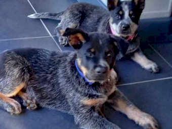 Australian Cattle Dog Puppy (Male)