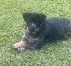 Australian Cattle Dog Puppy (Male)