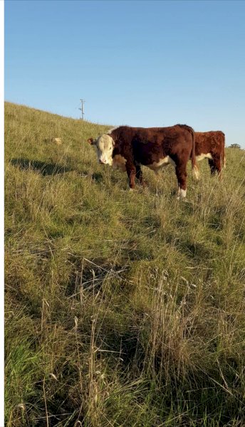 2 Imported Genetics Hereford Bulls