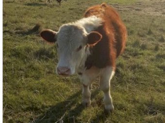 2 Imported Genetics Hereford Bulls