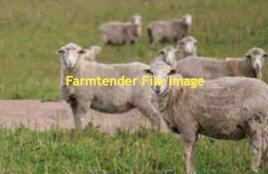 WANTED Agistment for Sheep