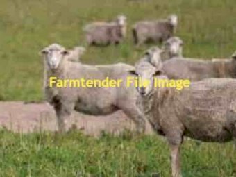 WANTED Agistment for Sheep