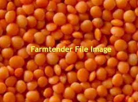 120mt Ace Lentils