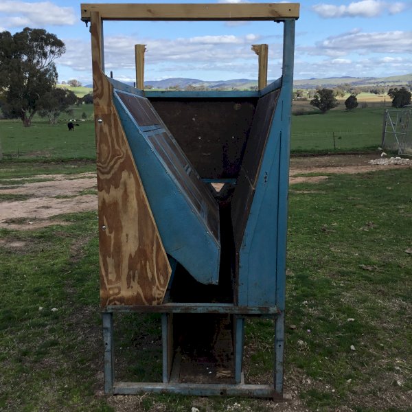 Goat Sheep Deer crush