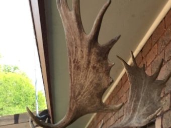 Pure Hungarian Fellow Deer