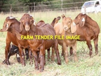 WANTED Red Female Boer Goat