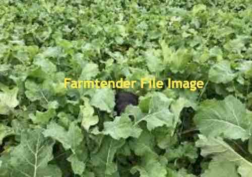 Wanted Brassica Forage Rape Seed and Mammoth Purple Top Turnip Seed