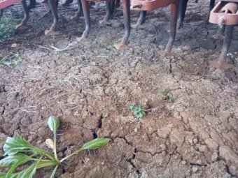 Massey Ferguson MF80 Combine