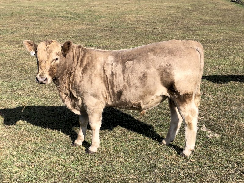 Murray Grey Stud Bull. (R2 Silver Edward)