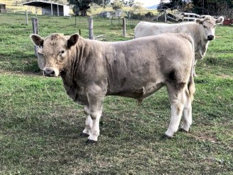Murray Grey Stud Bull. (R2 Silver Edward)