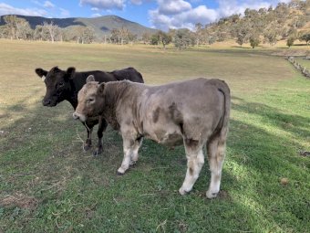 Murray Grey Stud Bull. (R2 Silver Edward)