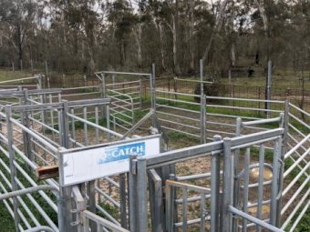 Arrow Farmquip Q- Catch Cattle Yards