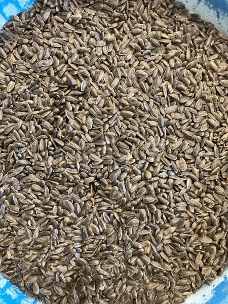 15mt Black Sunflowers