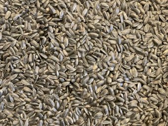 15mt Black Sunflowers