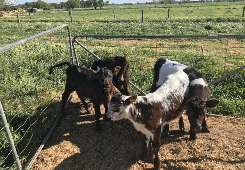 4 Speckle Park Bull Calves