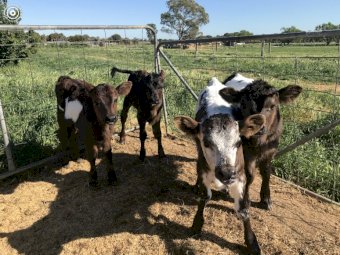 4 Speckle Park Bull Calves