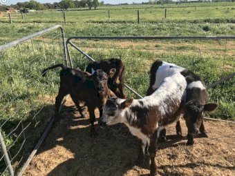 4 Speckle Park Bull Calves
