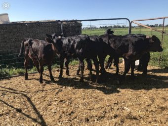 6 Angus Calves