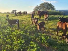 30 Friesian Jersey Cross Heifer Calves