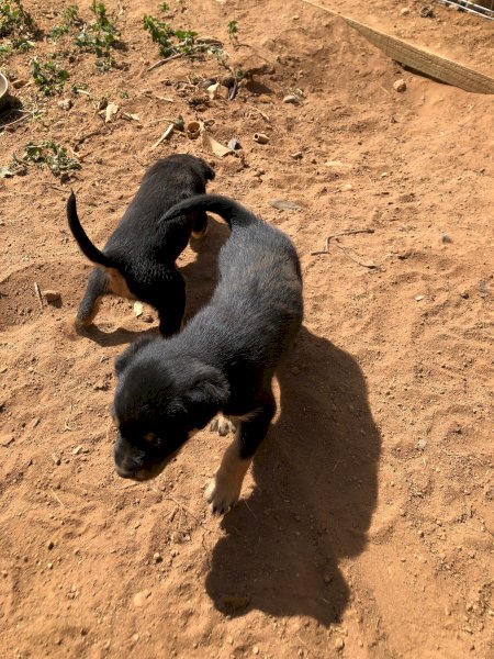 4 x Kelpie Pups