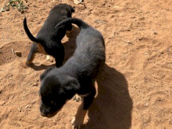 4 x Kelpie Pups