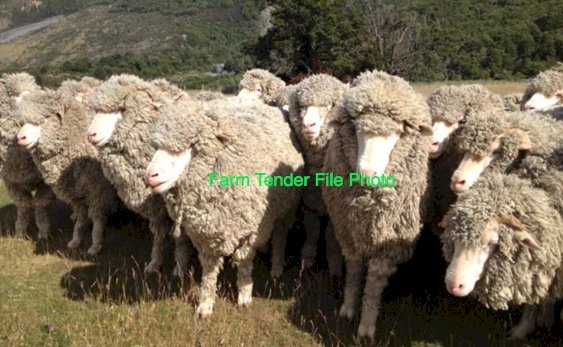 Merino Ewes x 50
