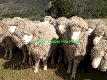 Merino Ewes x 50