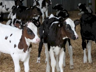 Bobby to 1 year calfs