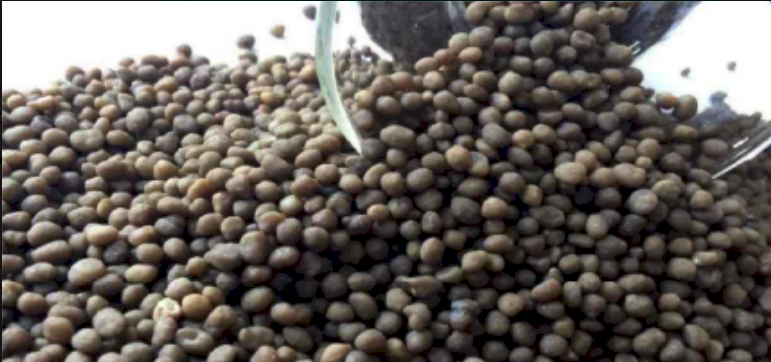 DAP - Ex Geelong - January Collection