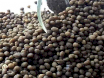 DAP - Ex Geelong - January Collection