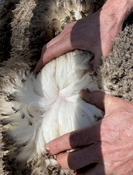 7 Centerplus Merino Rams | Farm Tender